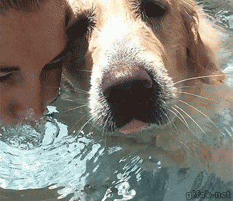 Golden Retriever in water blowing bubbles 