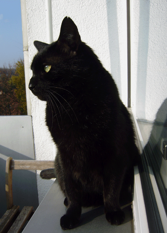 cat animated gif