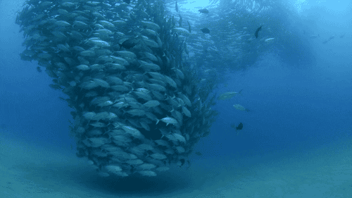 animals blue photography ocean fish underwater swarm animated GIF
