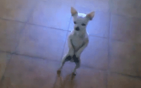 chihuahua dancing on hind legs