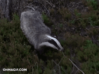 funny animals fail jump running escape badger cliff animated GIF