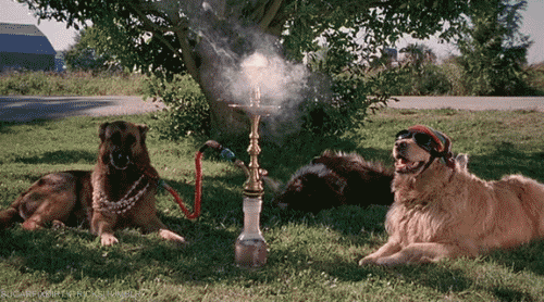 gif shortener shorten hookah hounds gif dimensions: 500x278 size