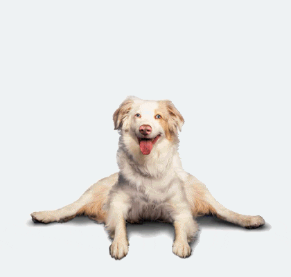 dog massage animated GIF