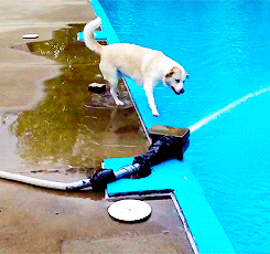 Dog falls into pool
