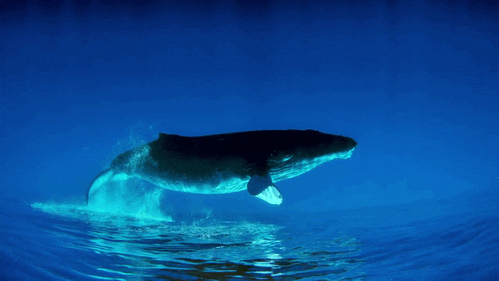 Whale GIF - Find & Share on GIPHY