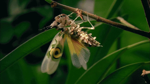insect praying mantis arthropod mantis religiosa animated  gif