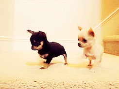 2 chihuahua puppies playing 