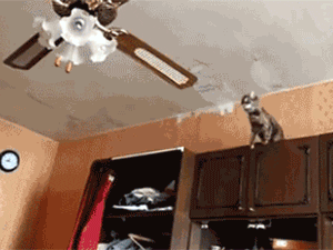 cat jumping on ceiling fan