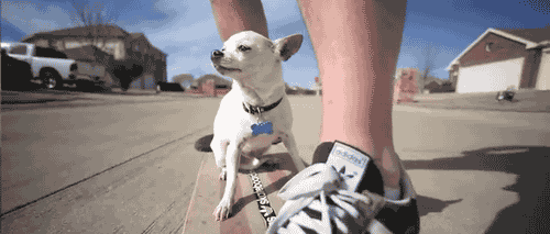 chihuahua riding skateboard with owner