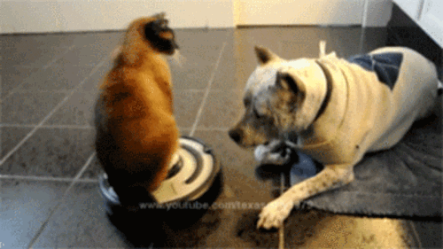 Cat on Roomba swats dog
