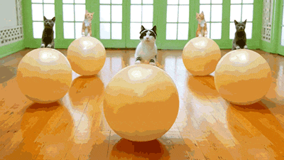 giphy.gif