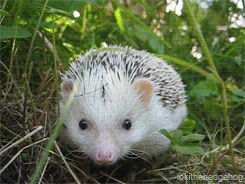 hedgehog animated GIF 