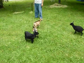 goat-deal