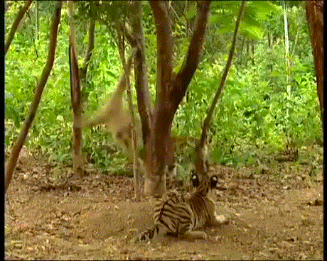 giphy.gif