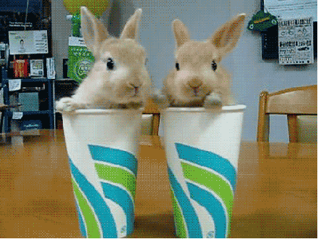 bunny animated GIF