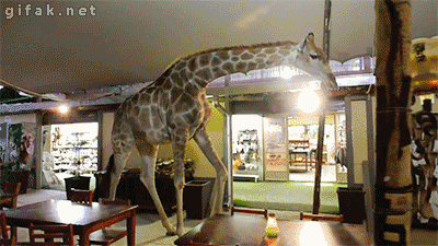 giraffe animated GIF 