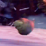 how to train your dragon (243) Animated Gif on Giphy