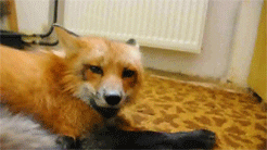 giphy.gif