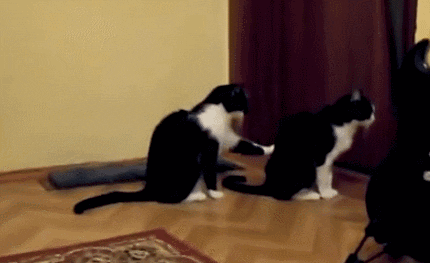 cat animated gif