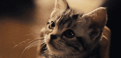 http://media.giphy.com/media/Un1Qeb9CwICs0/giphy.gif