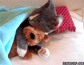 Good Night Kitten GIF - Find & Share on GIPHY