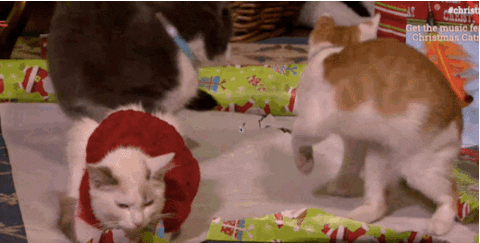 cat christmas buzzfeed christmascats.tv animated GIF