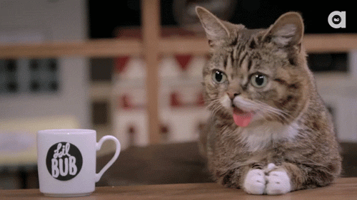 From Grumpy Cat to Maru to Lil Bub, cats are actually serious