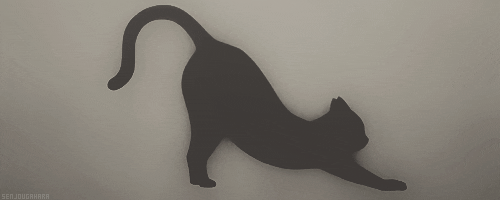 chat GIF animé