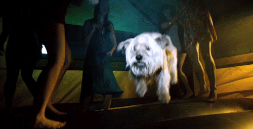 dog animated GIF