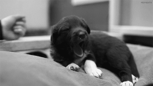 black and white puppy tired yawn