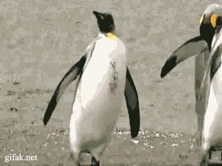 penguin drunken animated GIF