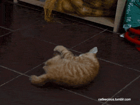 giphy.gif