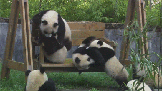 Международный день панд: мило, забавно, своевременно животные,жизнь,панды,природа