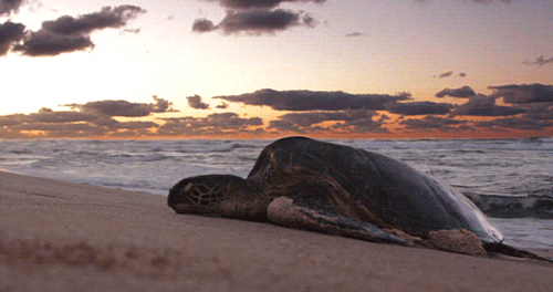12 Sea Turtle Facts That Prove How Cool They Are | HuffPost