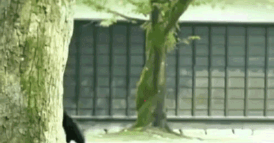 this gif has everything: kumamon, rak mak mak!