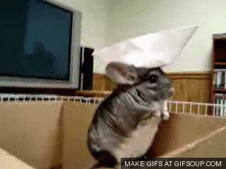 Hat GIF - Find & Share on GIPHY