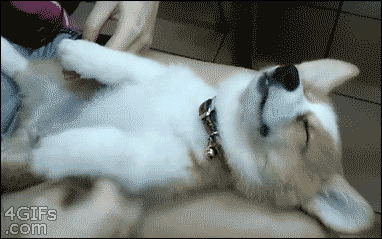animals dog happy puppy sleeping corgi playful paws animated GIF
