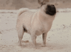  Animated Gif on Giphy