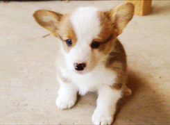 this gif has everything: animals, puppy, corgi, sitting!