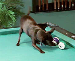 chihuahua playing on pool table
