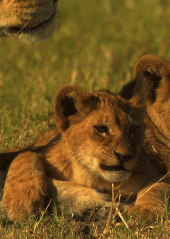 lion cub sneeze animated GIF