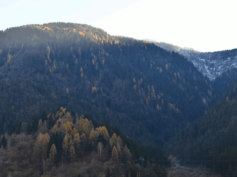 gif shortener shorten