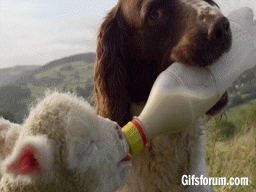 Lamb GIF - Find & Share on GIPHY