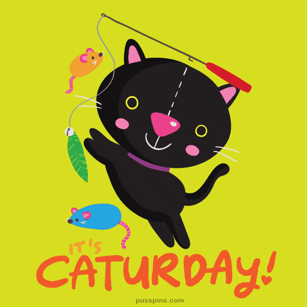 caturday gif - find & share on giphy