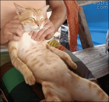 cat getting shoulder massage