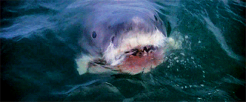 Steven Spielberg Jaws GIF - Find & Share on GIPHY