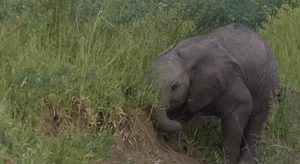 giphy.gif