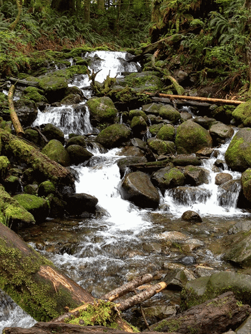 Waterfall flowing through the forest