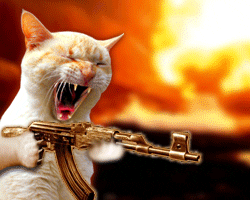 Hadeel928 Angry Cat GIF