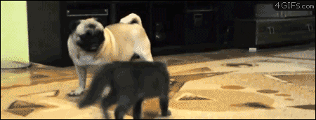 tag animated GIF